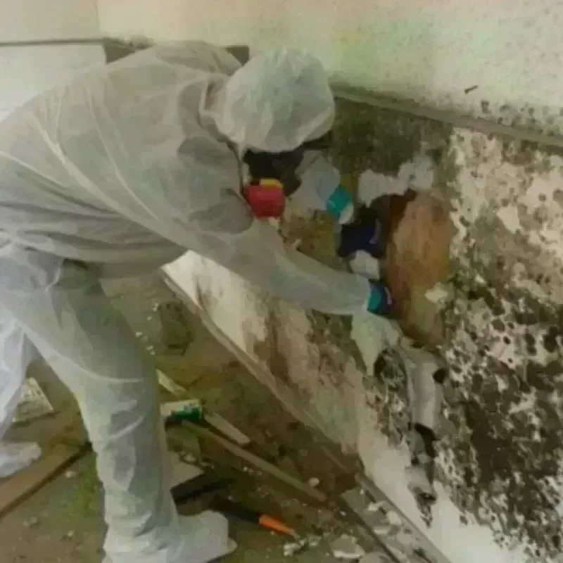 Mold Remediation and Removal in North Laurel, MD